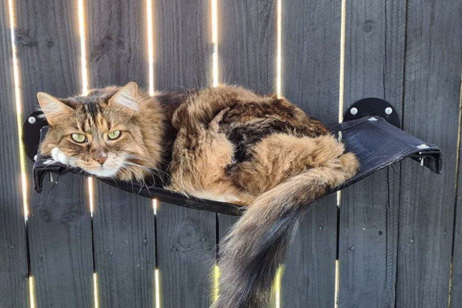 Outdoor cat outlet hammock