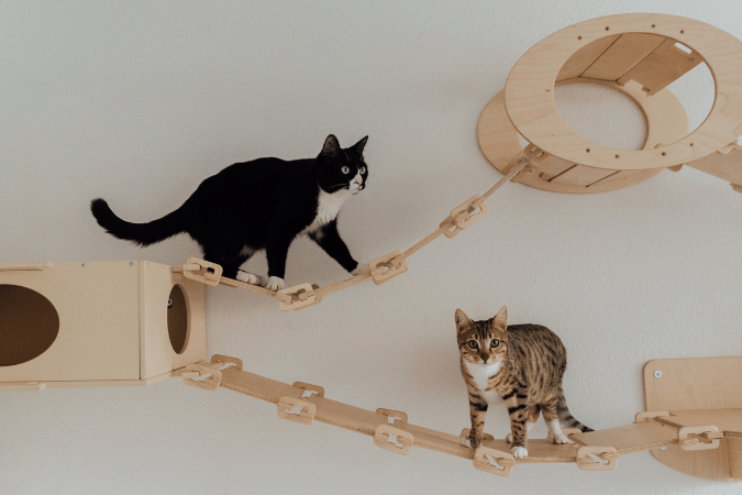 Two house cats playing on an indoor cat wall