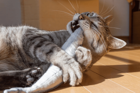 Cat Biting Stuffed Toy