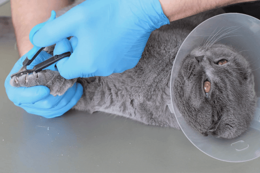 Cat getting nails clipped by vet